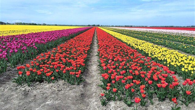 Buntes Tulpenfeld in den Niederlanden