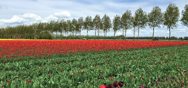 Zur Tulpenblüte nach Holland: Das Tulpenfestival in Flevoland