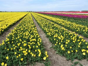 Zur Tulpenblüte nach Holland Bild 13 bearbeitet klein