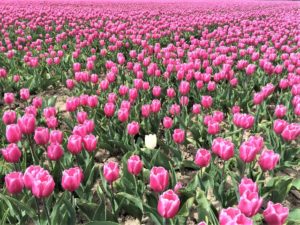 Zur Tulpenblüte nach Holland Bild 3 bearbeitet klein