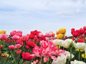 Zur Tulpenblüte nach Holland Bild 5 bearbeitet klein