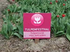 Zur Tulpenblüte nach Holland Bild 6 bearbeitet klein