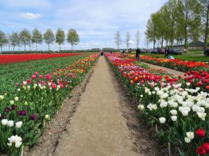 Zur Tulpenblüte nach Holland Bild 8 bearbeitet klein