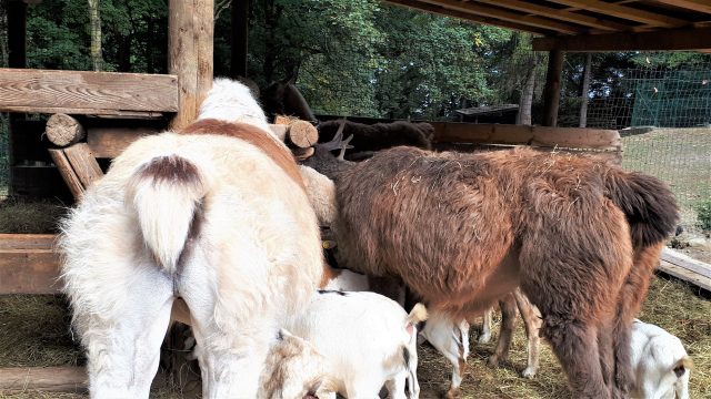 Lago Maggiore mit Kindern: Tipps und Empfehlungen