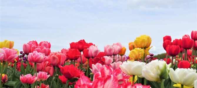 Tulpenblüte in Zeiten von Corona Aufmacher 1 bearbeitet klein