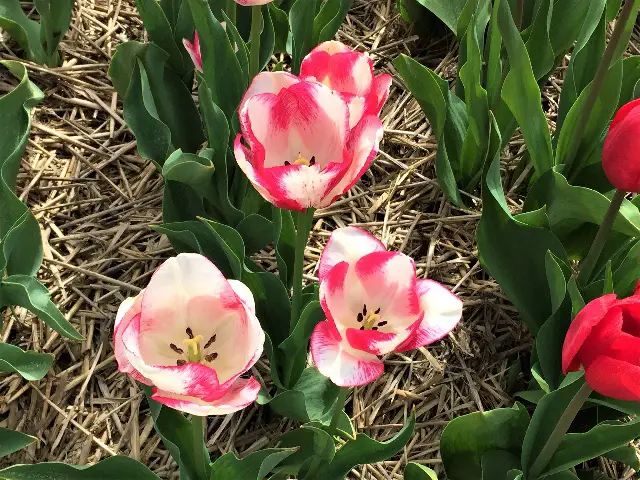 Tulpenblüte in Zeiten von Corona Bild 4 bearbeitet klein