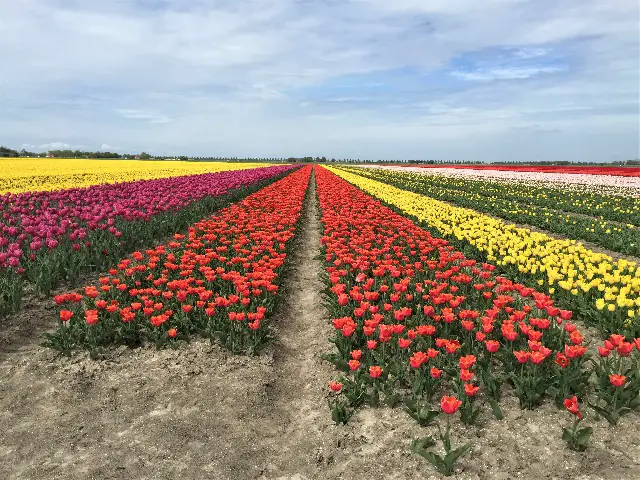 Tulpenblüte in Zeiten von Corona Bild 5 bearbeitet klein