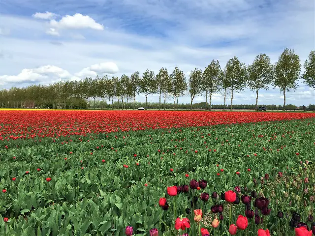 Tulpenblüte in Zeiten von Corona Bild 6 bearbeitet klein