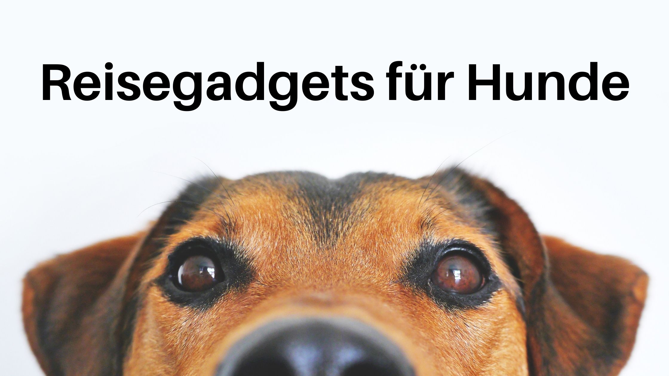 Reisegadgets für Hunde: Tolle Helfer für unterwegs