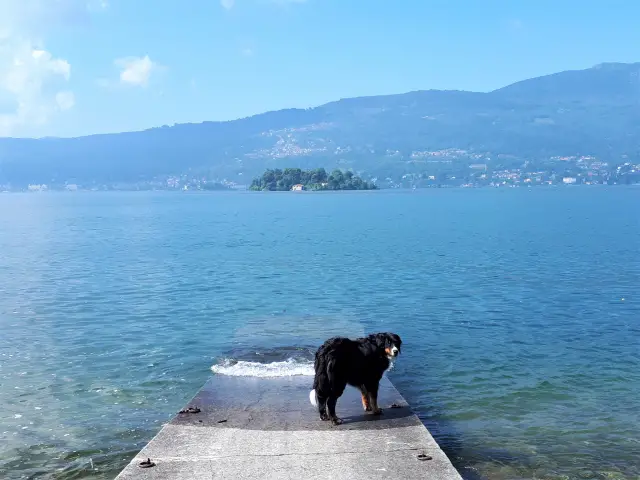 Reisegadgets für Hunde Aufmacher 2 bearbeitet klein