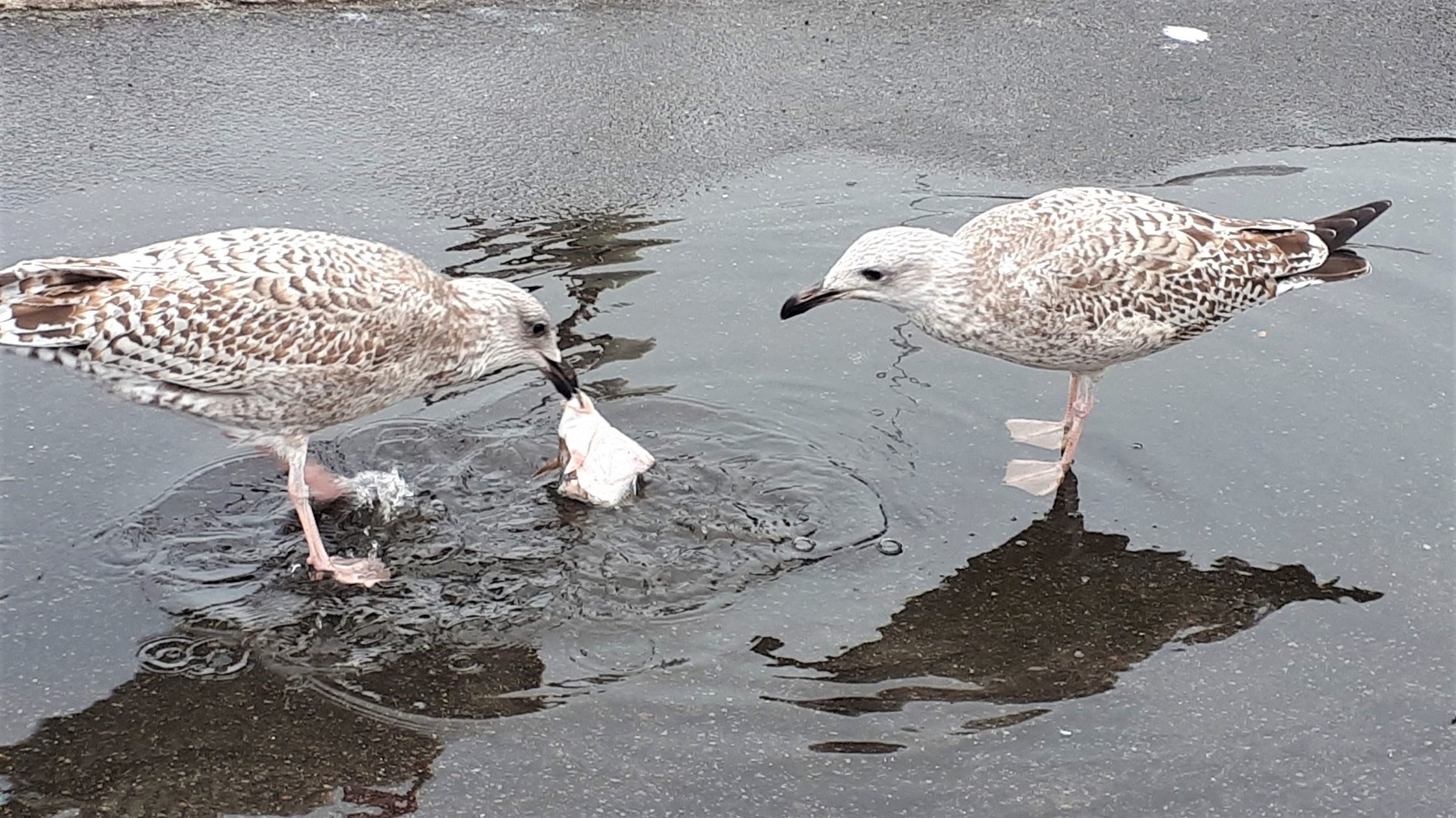 Lübecker Bucht im Regen: Was du bei schlechtem Wetter unternehmen kannst