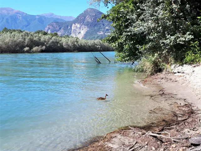 Naturschutzgebiet Fondotoce Bild 5 bearbeitet klein