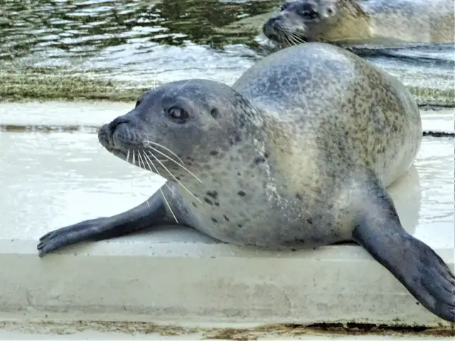 Adventskalender für Nordsee-Fans Aufmacher 2 bearbeitet klein