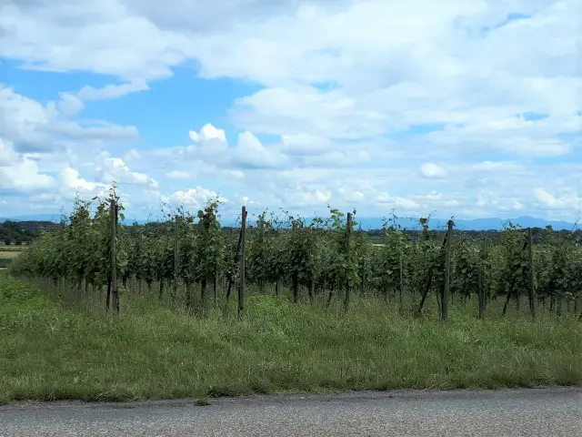 Eguisheim im Elsass Bild 12 bearbeitet klein NEU