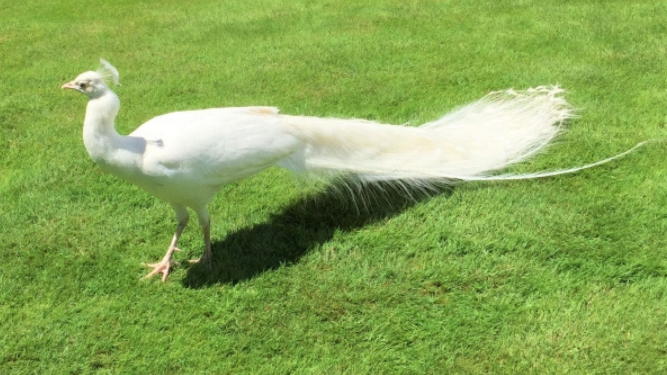 Ausflugsidee am Lago Maggiore: Ein Tag auf den Borromäischen Inseln