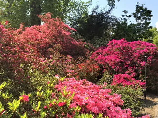 Lago Maggiore für Blumenfreunde Bild 10 bearbeitet klein