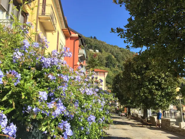 Lago Maggiore für Blumenfreunde Bild 4 bearbeitet klein