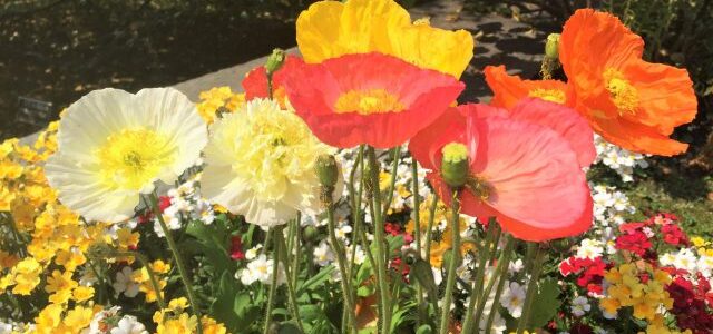 Lago Maggiore für Blumenfreunde: Orte, die du nicht verpassen solltest