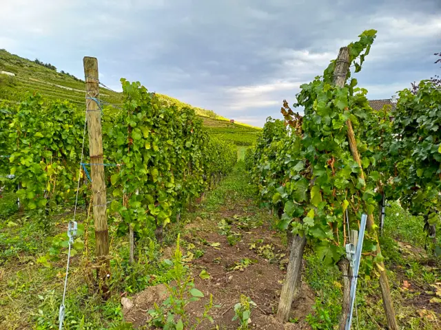 Kaysersberg im Elsass Bild 9 bearbeitet klein NEU