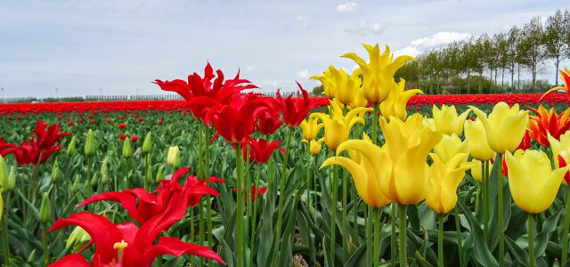 Tulpenrouten in den Niederlanden: Eine Auswahl