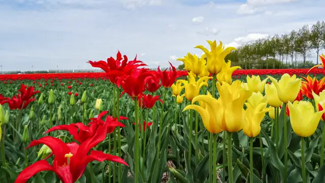 Tulpenrouten in den Niederlanden Aufmacher 1 bearbeitet klein
