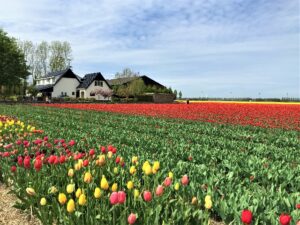 Tulpenrouten in den Niederlanden Bild 3 bearbeitet klein