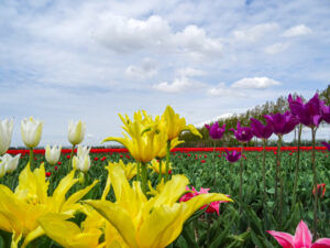 Tulpenrouten in den Niederlanden Bild 4 bearbeitet klein