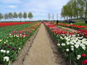 Tulpenrouten in den Niederlanden Bild 7 bearbeitet klein