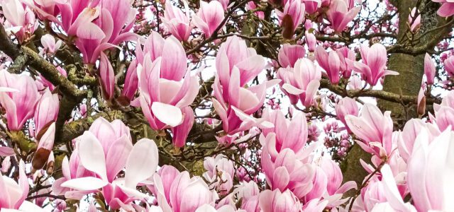 Lago Maggiore im Frühling: Was du nicht verpassen darfst