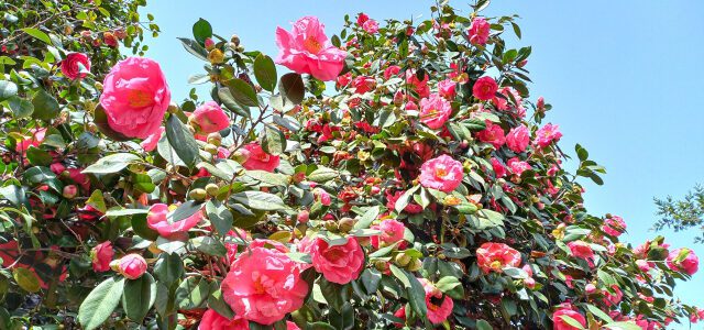 Kamelienblüte am Lago Maggiore: Orte, die du nicht verpassen solltest