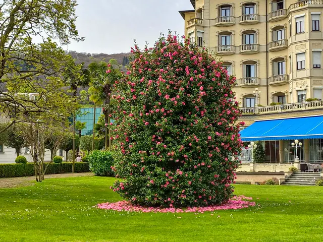 Kamelienblüte am Lago Maggiore Bild 10 bearbeitet klein