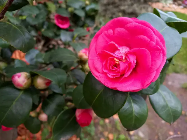 Kamelienblüte am Lago Maggiore Bild 9 bearbeitet klein
