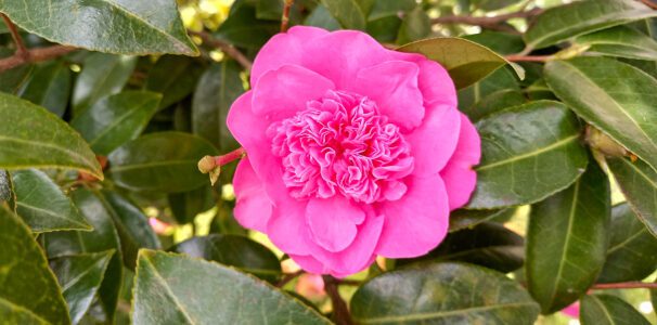 Lago Maggiore: Lohnt sich der botanische Garten Gambarogno?