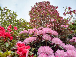 Lohnt sich der botanische Garten Gambarogno Bild 5 bearbeitet klein