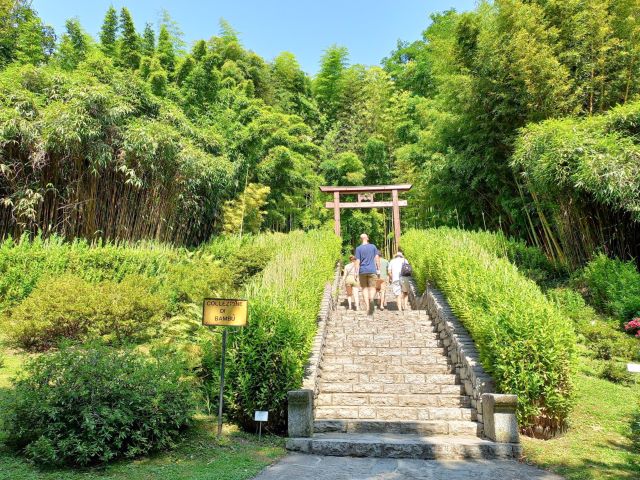 Villa Carlotta am Comer See Bild 8 bearbeitet klein / Ein Highlight im botanischen Garten der Villa Carlotta: der Bambusgarten.