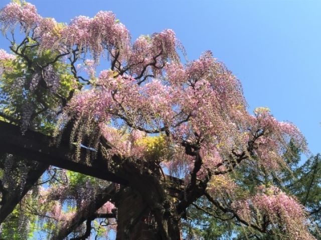 Lago Maggiore für Bridgerton-Fans Bild 7 bearbeitet klein / Blauregen und Bridgerton sind ein Match: Auch der Garten rund um die Villa Pallavicino in Stresa am Lago Maggiore hat was von Bridgerton.