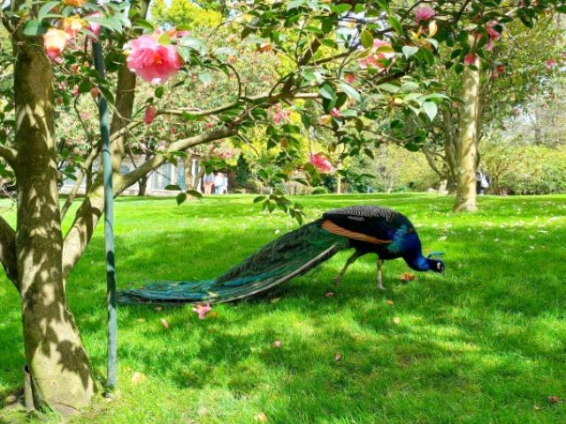 Pfau auf der Isola Madre am Lago Maggiore