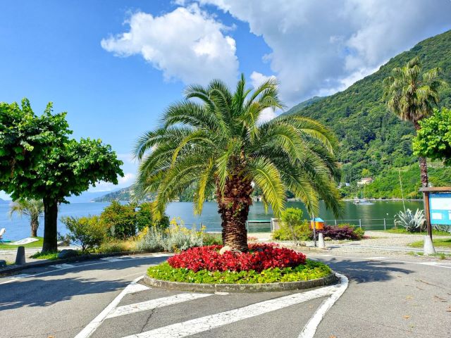 Palme in Cannero Riviera am Lago Maggiore