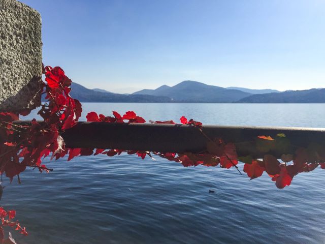 Herbstlaub am Lago Maggiore