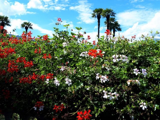 Palmen und Blumen am Lago Maggiore